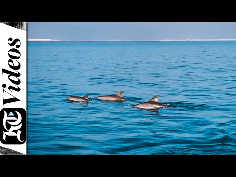 Dubai on the trail of dolphins, porpoises