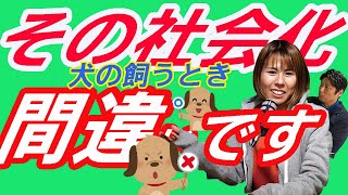 『仔犬の社会化！間違ってない？』犬の行動分析のプロが教えます。よく聞く仔犬の社会化。本当はどんなことをするんだろう。犬のしつけをさせる大前提。