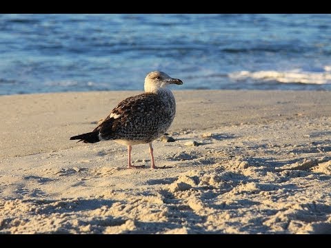Plaja Corbu: poate iti doresti marea de la Plaja Corbu