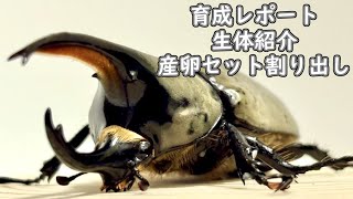 [グラントシロカブト]白いアイドル！[育成レポートその１]