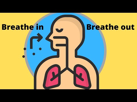 The journey of oxygen through your lungs