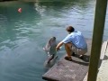 Flipper With Jessica Alba 17Dolphin