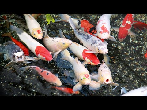 8 types of freshwater ornamental fish for home ponds