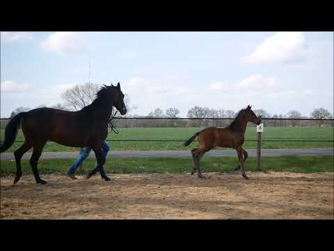 So Perfect x Fürstenball Hf / colt 2021