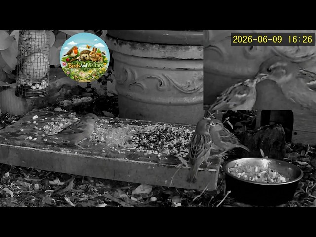 How Young Birds Are Fed After They Leave the Nest
