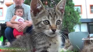 Помочь бездомным животным решили жители дома на улице имени Садаева в Грозном