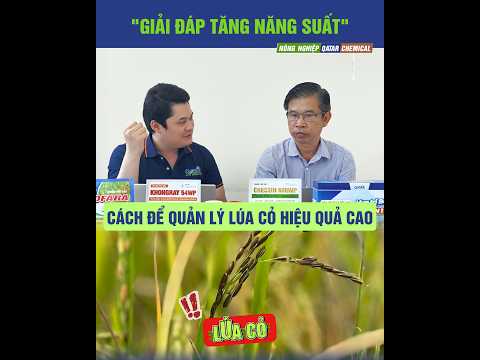 Lúa cỏ và cỏ trác