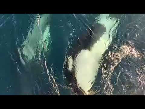 Video Sailor feared he would die after being attacked by pod of killer whales