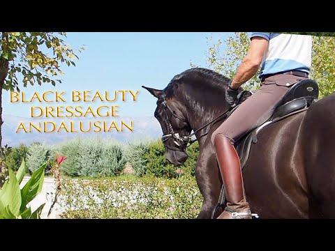 BLACK BEAUTY ANDALUSIAN HORSE PIRO FREE -166 - 5 YO.