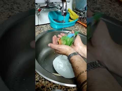 agapórnis tomando banho flocy ❤️#agapornisroseicollis#agapornis#animaisdeestimacao