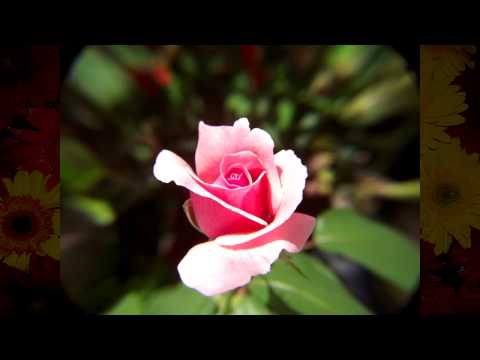 Juan Luis Guerra viviré Tradução