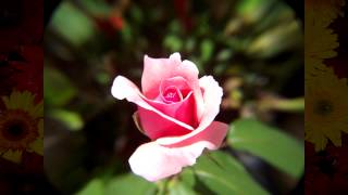 Juan Luis Guerra viviré Tradução