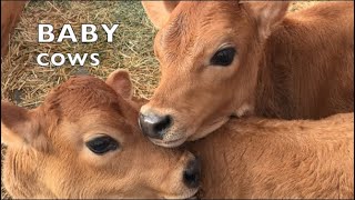 Les bébés vaches jouent comme des écoliers : compilation de bébés vaches qui parlent