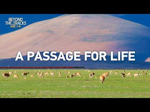 How the Qinghai-Xizang Railway made room for wildlife