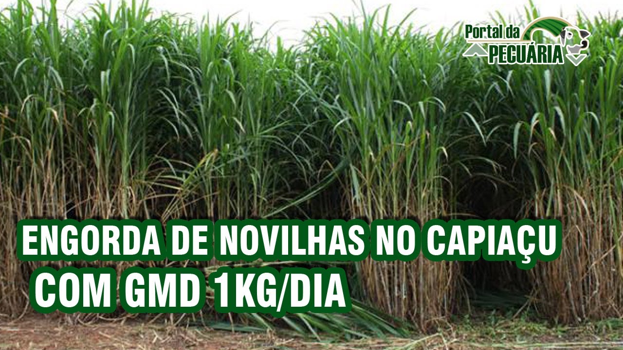 Confinamento de novilhas no capiaçu com GMD 1 kg dia.