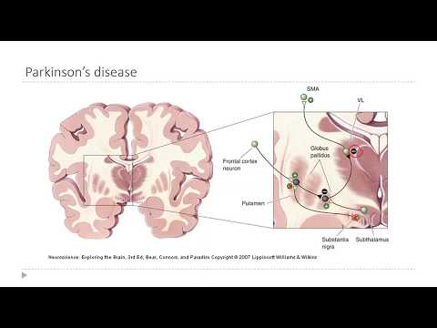 OSSM Neuro Chapter 14 - The Basal Nuclei