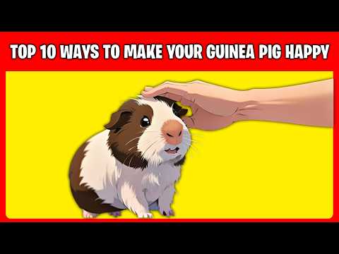 10 Ways to Make Your Guinea Pig Happy | Ultimate Guinea Pig Care Guide