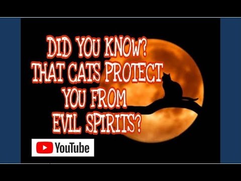 DID YOU KNOW? That Cats Protect You From Evil Spirits? | Vlog #19
