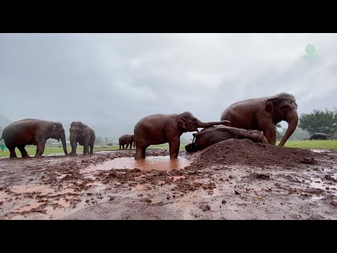Elephant Wake Up Friend To Having Fun Under The Rain - ElephantNews