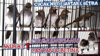 Download lagu PERBEDAAN CUCAK WILIS FIX JANTAN DAN BETINA BAHAN || Cara Memilih Rengganis Muda Jantan Di Ombyokan mp3