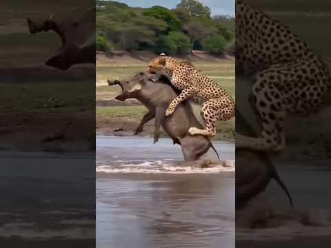 lợn rừng tự đưa mình xuống hồ nước cho cá sấu làm mồi 😂😂#thegioidongvat #dongvat