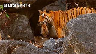 1 Hour of Family Moments From the Animal Kingdom | BBC Earth