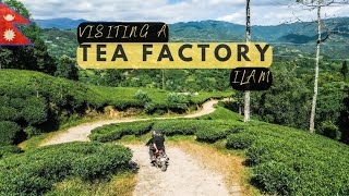 Visiting a Tea Plantation in Ilam on my last day in Nepal - 🇳🇵 Motovlog EP19