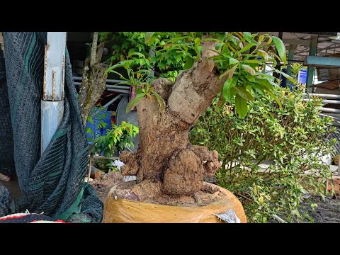 8/4 gốc mai xù bú và cập mai vàng chơi tết OK alô 0972744889