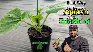 Grow Squash vertically ! Save Space ! Fewer Pests ,Diseases & Faster PRODUCTION! #squash #zucchini