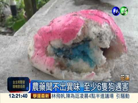 毒狗怪客現蹤 餵農藥包子害死狗