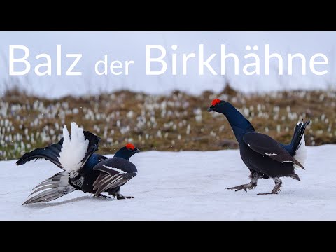 Die Balz der Birkhähne 4K