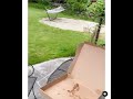 Bird Steals Pizza Shorts Food Pizza