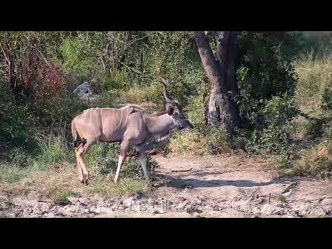 Djuma: Kudu bull - 14:50 - 04/25/20