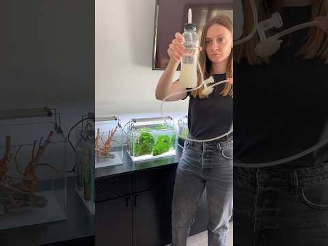 Making DIY Co2 #aquascaping #aquascape #aquarium #plantedaquarium #plantedtank #fishtank #moss #co2