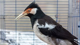 Download lagu Pancingan Jalak Suren Gacor Mompa Full Variasi - Masteran Suara Burung Jalak Gacor Full Isian Mewah mp3 Download lagu Pancingan Jalak Suren Gacor Mompa Full Variasi - Masteran Suara Burung Jalak Gacor Full Isian Mewah mp3