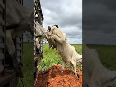 soltando as vacas no meio do pasto