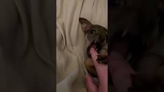 Video preview image #1 Chihuahua-Unknown Mix Puppy For Sale in Grafton, WI, USA