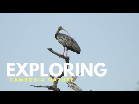 Exploring Wildlife of Cambodia - Natural Life