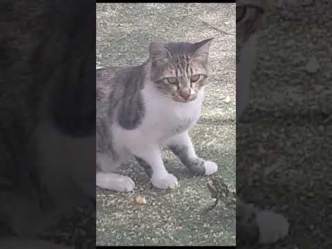 chameleon vs fatty cat part 1 #chameleon #fattycat #iloveanimals