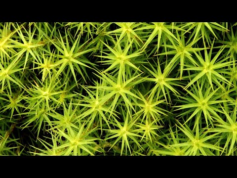 Rising Thermal - Brian Eno / Jon Hassel