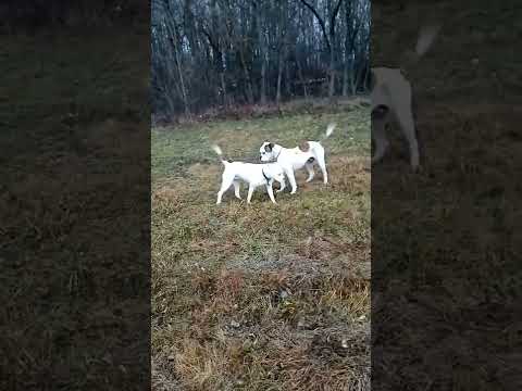 Вязка Американские бульдоги