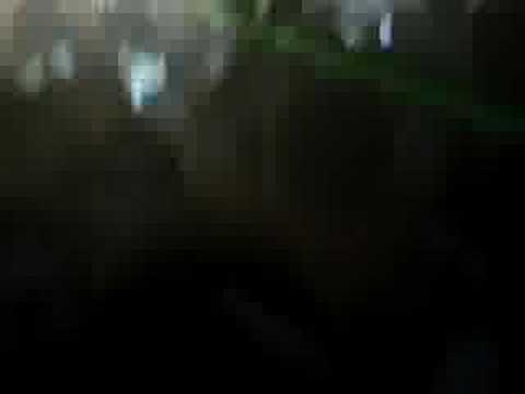 kyau and albert@paradise big one19/4/08 megashira(Oh,ohohoh)