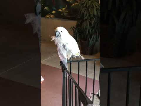 Какаду и немного пузырчатой пленки