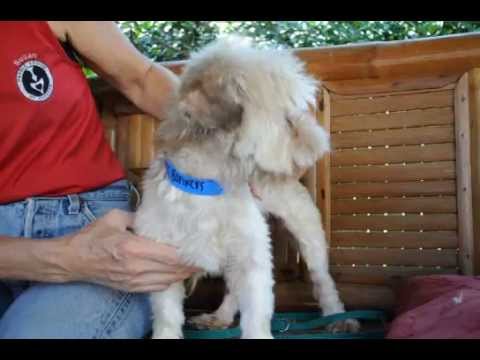 Bonkers, an adopted Poodle Mix in Houston, TX_image-1
