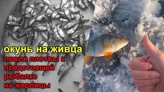 Как поймать окуня на живца зимой