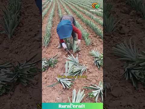 Pineapple Farming: Not as Glamorous as the Fruit! #pineapple #farming #reality
