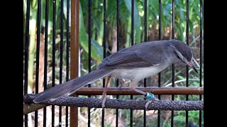 Download lagu pancingan suara prenjak alang  ngebren pasti ciblek lain langsung nyaut mp3