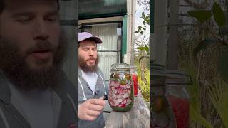 צנונית כבושה תיאור בתגובה