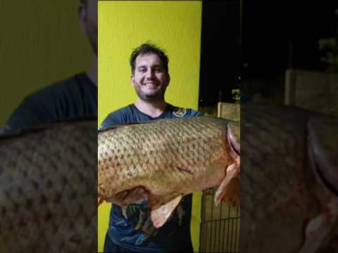 carpa comum na bolinha de Jamel rio potinga Rebouças Paraná estamos novamente na ativa