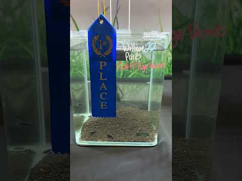 The Aquascaping Game Is Changing | Inside the Largest Aquarium Event in North America | UNDR